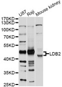 LDB2 Antibody - Western blot analysis of extracts of various cell lines, using LDB2 antibody at 1:1000 dilution. The secondary antibody used was an HRP Goat Anti-Rabbit IgG (H+L) at 1:10000 dilution. Lysates were loaded 25ug per lane and 3% nonfat dry milk in TBST was used for blocking. An ECL Kit was used for detection and the exposure time was 5s.