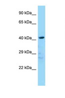LDB2 Antibody - LDB2 antibody Western blot of Mouse Heart lysate. Antibody concentration 1 ug/ml.  This image was taken for the unconjugated form of this product. Other forms have not been tested.