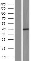 LDB2 Protein - Western validation with an anti-DDK antibody * L: Control HEK293 lysate R: Over-expression lysate