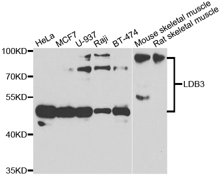 LDB3 / ZASP Antibody - Western blot analysis of extracts of various cell lines.