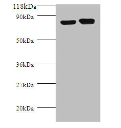 LDC / Lysine Decarboxylase Antibody - Western blot All lanes: Lysine decarboxylase, constitutive antibody at 2µg/ml + DH5a whole cell lysate Secondary Goat polyclonal to rabbit IgG at 1/10000 dilution Predicted band size: 81 kDa Observed band size: 81 kDa