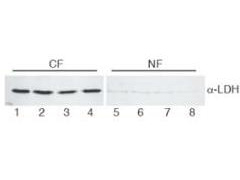 LDH / Lactate Dehydrogenase Antibody - Anti-Lactate Dehydrogenase Antibody - Western Blot. Western blot analysis shows Anti-Lactate Dehydrogenase antibody detects LDH in HeLa cell extracts. Reactivity with LDH is observed in the cytoplasmic fraction (CF) and little to no reactivity in the nuclear fraction (NF). ~30 ug was loaded per lane onto a 10% gel for SDS-PAGE. Comparison to a molecular weight marker (not shown) indicates a single band of ~36 kD corresponding to the expected molecular weight for the protein. The blot was incubated with a 1:1000 dilution of the antibody in 5% milk in TBST at room temperature followed by detection using standard procedures. Personal communication Kuldeep Patel.