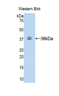 LDHA / LDH1 Antibody - Western blot of recombinant LDHA / LDH1.  This image was taken for the unconjugated form of this product. Other forms have not been tested.