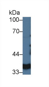 LDHA / LDH1 Antibody - Western Blot; Sample: Porcine Kidney lysate; Primary Ab: 3µg/ml Rabbit Anti-Porcine LDHA Antibody Second Ab: 0.2µg/mL HRP-Linked Caprine Anti-Rabbit IgG Polyclonal Antibody