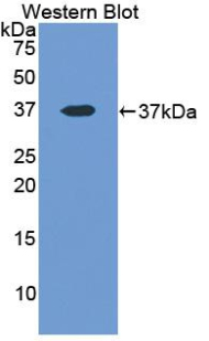 LDHA / LDH1 Antibody - Western blot of recombinant LDHA / LDH1.  This image was taken for the unconjugated form of this product. Other forms have not been tested.