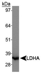 LDHA / LDH1 Antibody - Lactate Dehydrogenase A Antibody - Western blot of LDHA in NIH/3T3 whole cell lysates.  This image was taken for the unconjugated form of this product. Other forms have not been tested.
