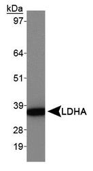 LDHA / LDH1 Antibody - Lactate Dehydrogenase A Antibody - Western blot of LDHA in HeLa whole cell lysates.  This image was taken for the unconjugated form of this product. Other forms have not been tested.