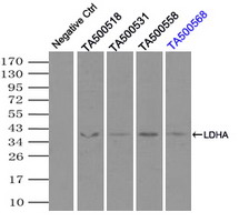 LDHA / LDH1 Antibody - Immunoprecipitation(IP) of LDHA by using monoclonal anti-LDHA antibodies (Negative control: IP without adding anti-LDHA antibody.). For each experiment, 500ul of DDK tagged LDHA overexpression lysates (at 1:5 dilution with HEK293T lysate), 2 ug of anti-LDHA antibody and 20ul (0.1 mg) of goat anti-mouse conjugated magnetic beads were mixed and incubated overnight. After extensive wash to remove any non-specific binding, the immuno-precipitated products were analyzed with rabbit anti-DDK polyclonal antibody.