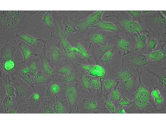 LDHA / LDH1 Antibody - Immunofluorescence Microscopy of Biotin conjugated Anti-Lactate Dehydrogenase Antibody. Tissue: HeLa cells. Fixation: fixed for 5 min in 1:1 MeTOH:Acetone, blocked with MB-071 (preservative free) for 15 min. Antigen retrieval: not required. Primary antibody: Lactate Dehydrogenase antibody at 1:200 for 1 h at RT. Secondary antibody: DyLight 488 conjugated Streptavidin antibody at 1:10,000 for 30 min at RT. Staining: Lactate Dehydrogenase as green fluorescent signal.