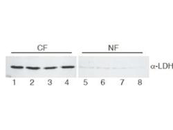LDHA / LDH1 Antibody - Western Blot of Goat Anti-Lactate Dehydrogenase antibody. Lane 1-4: HeLa cell extracts cytoplasmic fraction (CF). Lane 5-8: HeLa cell extracts nuclear fraction (NF). Load: 30 µg per lane. Primary antibody: LDH antibody at 1:400 for overnight at 4°C. Secondary antibody: secondary antibody at 1:10,000 for 45 min at RT. Block: 5% BLOTTO/TBST overnight at 4°C. Predicted/Observed size: 36.6 kDa, 36 kDa for LDH. Other band(s): None.