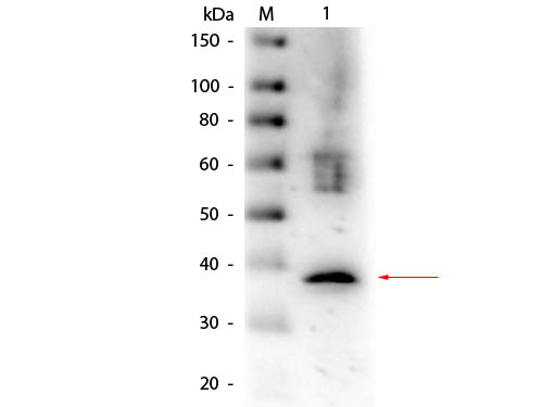 LDHA / LDH1 Antibody - Western Blot of Goat anti-Lactate Dehydrogenase Antibody Biotin Conjugated. Lane 1: Lactate Dehydrogenase (Rabbit Muscle). Load: 50 ng per lane. Primary antibody: Goat anti-Lactate Dehydrogenase Antibody Biotin Conjugated at 1:1,000 overnight at 4°C. Secondary antibody: HRP streptavidin secondary antibody at 1:40,000 for 30 min at RT. Block: MB-070 for 30 min at RT. Predicted/Observed size: 36.5 kDa, 36.5 kDa for Lactate Dehydrogenase.