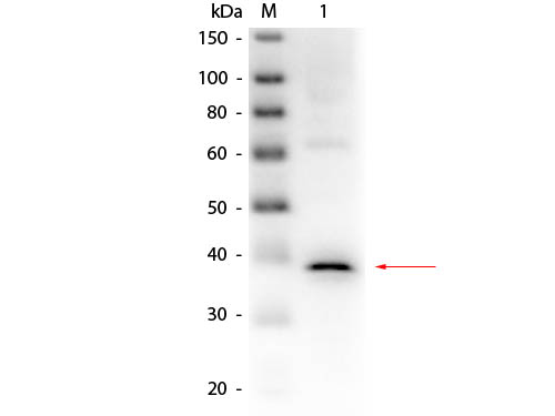 LDHA / LDH1 Antibody - Western Blot of Goat anti-Lactate Dehydrogenase Antibody Peroxidase Conjugated. Lane 1: Lactate Dehydrogenase (Rabbit Muscle). Load: 50 ng per lane. Primary antibody: Goat anti-Lactate Dehydrogenase Antibody Peroxidase Conjugated at 1:1,000 overnight at 4°C. Secondary antibody: n/a. Block: MB-070 for 30 min at RT. Predicted/Observed size: 36.5 kDa, 36.5 kDa for Lactate Dehydrogenase.