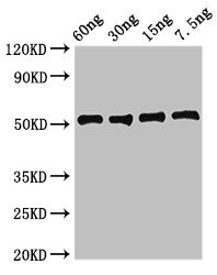 LDHA / LDH1 Antibody - Western Blot Positive WB detected in Recombinant protein All lanes: ldh1 antibody at 2.7µg/ml Secondary Goat polyclonal to rabbit IgG at 1/50000 dilution Predicted band size: 51 kDa Observed band size: 51 kDa