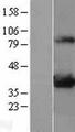 LDHA / LDH1 Protein - Western validation with an anti-DDK antibody * L: Control HEK293 lysate R: Over-expression lysate