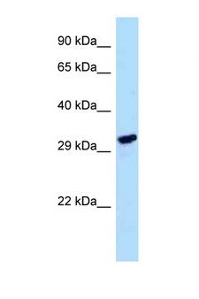 LDHAL6A Antibody - LDHAL6A antibody Western blot of HepG2 Cell lysate. Antibody concentration 1 ug/ml.  This image was taken for the unconjugated form of this product. Other forms have not been tested.