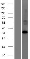 LDHAL6A Protein - Western validation with an anti-DDK antibody * L: Control HEK293 lysate R: Over-expression lysate