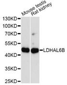 LDHAL6B Antibody - Western blot analysis of extracts of various cell lines, using LDHAL6B antibody at 1:1000 dilution. The secondary antibody used was an HRP Goat Anti-Rabbit IgG (H+L) at 1:10000 dilution. Lysates were loaded 25ug per lane and 3% nonfat dry milk in TBST was used for blocking. An ECL Kit was used for detection and the exposure time was 90s.