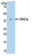 LDHB / Lactate Dehydrogenase B Antibody - Western Blot; Sample: Recombinant LDHB, Human.