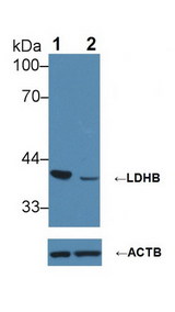LDHB / Lactate Dehydrogenase B Antibody - Knockout Varification: Lane 1: Wild-type Jurkat cell lysate; Lane 2: LDHB knockout Jurkat cell lysate; Predicted MW: 37kDa ; Observed MW: 35kDa; Primary Ab: 1µg/ml Rabbit Anti-Human LDHB Ab; Second Ab: 0.2µg/mL HRP-Linked Caprine Anti-Rabbit IgG Polyclonal Antibody;