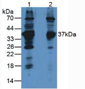 LDHB / Lactate Dehydrogenase B Antibody - Western Blot; Sample: Lane1: Rat Brain Tissue; Lane2: Human Jurkat Cells.