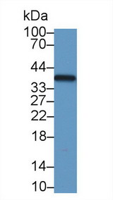 LDHB / Lactate Dehydrogenase B Antibody - Western Blot; Sample: Mouse Cerebrum lysate; Primary Ab: 1µg/ml Rabbit Anti-Mouse LDHB Antibody Second Ab: 0.2µg/mL HRP-Linked Caprine Anti-Rabbit IgG Polyclonal Antibody