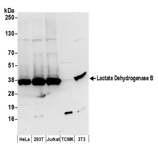 LDHB / Lactate Dehydrogenase B Antibody - Detection of human and mouse Lactate Dehydrogenase B by western blot. Samples: Whole cell lysate (50 µg) from HeLa, HEK293T, Jurkat, mouse TCMK-1, and mouse NIH 3T3 cells prepared using NETN lysis buffer. Antibody: Affinity purified rabbit anti-Lactate Dehydrogenase B antibody used for WB at 0.1 µg/ml. Detection: Chemiluminescence with an exposure time of 10 seconds.