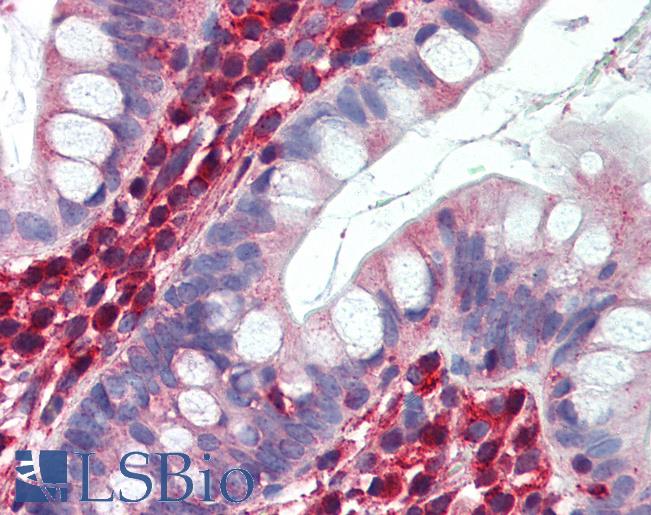 LDHB / Lactate Dehydrogenase B Antibody - Anti-LDHB antibody IHC of human small intestine. Immunohistochemistry of formalin-fixed, paraffin-embedded tissue after heat-induced antigen retrieval. Antibody concentration 5 ug/ml.  This image was taken for the unconjugated form of this product. Other forms have not been tested.
