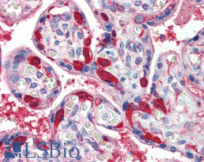 LDHB / Lactate Dehydrogenase B Antibody - Anti-LDHB antibody IHC of human placenta. Immunohistochemistry of formalin-fixed, paraffin-embedded tissue after heat-induced antigen retrieval. Antibody concentration 5 ug/ml.  This image was taken for the unconjugated form of this product. Other forms have not been tested.