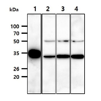 LDHB / Lactate Dehydrogenase B Antibody - The Recombinant Human LDHB (50ng) and Cell lysates (40ug) were resolved by SDS-PAGE, transferred to PVDF membrane and probed with anti-human LDHB antibody (1:1000). Proteins were visualized using a goat anti-mouse secondary antibody conjugated to HRP and an ECL detection system. Lane 1. : Recombinant LDHB protein Lane 2. : A549 cell lysate Lane 3. : 293T cell lysate Lane 4. : Jurkat cell lysate