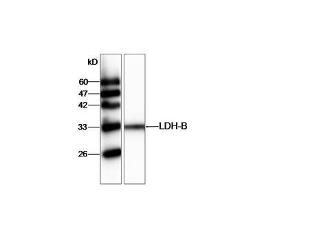 LDHB / Lactate Dehydrogenase B Antibody