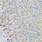 LDHB / Lactate Dehydrogenase B Antibody - Immunohistochemistry of paraffin-embedded mouse stomach tissue.