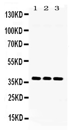 LDHB / Lactate Dehydrogenase B Antibody - Western blot - Anti-LDHB/Lactate Dehydrogenase B Picoband Antibody