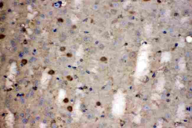 LDHB / Lactate Dehydrogenase B Antibody - LDHB was detected in paraffin-embedded sections of mouse brain tissues using rabbit anti- LDHB Antigen Affinity purified polyclonal antibody