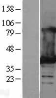 LDHB / Lactate Dehydrogenase B Protein - Western validation with an anti-DDK antibody * L: Control HEK293 lysate R: Over-expression lysate