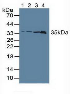 LDHC / Lactate Dehydrogenase C Antibody - Western Blot; Sample: Lane1: Rat Serum; Lane2: Rat Brain Tissue; Lane3: Rat Liver Tissue; Lane4: Rat Testis Tissue.