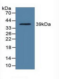 LDHC / Lactate Dehydrogenase C Antibody - Western Blot; Sample: Recombinant LDHC, Rat.