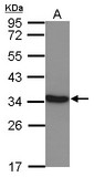 LDHC / Lactate Dehydrogenase C Antibody - Sample (30 ug of whole cell lysate) A: NT2D1 10% SDS PAGE LDHC antibody diluted at 1:10000