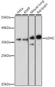 LDHC / Lactate Dehydrogenase C Antibody - Western blot analysis of extracts of various cell lines, using LDHC antibody at 1:1000 dilution. The secondary antibody used was an HRP Goat Anti-Rabbit IgG (H+L) at 1:10000 dilution. Lysates were loaded 25ug per lane and 3% nonfat dry milk in TBST was used for blocking. An ECL Kit was used for detection and the exposure time was 30s.