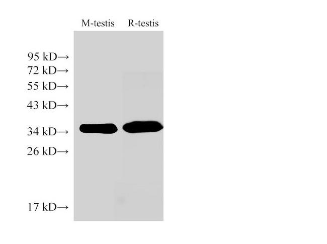 LDHC / Lactate Dehydrogenase C Antibody - Western Blot analysis of Mouse testis and Rat testis using LDHC Ployclonal Antibody at dilution of 1:1000.
