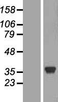 LDHC / Lactate Dehydrogenase C Protein - Western validation with an anti-DDK antibody * L: Control HEK293 lysate R: Over-expression lysate