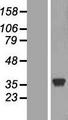 LDHC / Lactate Dehydrogenase C Protein - Western validation with an anti-DDK antibody * L: Control HEK293 lysate R: Over-expression lysate