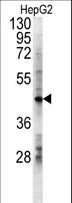 LDHD / Lactate Dehydrogenase D Antibody - LDHD Antibody western blot of HepG2 cell line lysates (15 ug/lane). The LDHD antibody detected the LDHD protein (arrow).