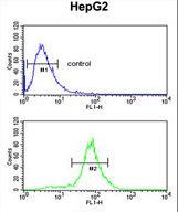 LDHD / Lactate Dehydrogenase D Antibody - LDHD Antibody flow cytometry of HepG2 cells (bottom histogram) compared to a negative control cell (top histogram). FITC-conjugated goat-anti-rabbit secondary antibodies were used for the analysis.