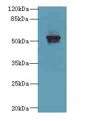 LDHD / Lactate Dehydrogenase D Antibody - Western blot. All lanes: LDHD antibody at 0.5 ug/ml+Mos- kidney tissue Goat polyclonal to rabbit at 1:10000 dilution. Predicted band size: 52 kDa. Observed band size: 52 kDa.