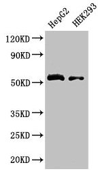 LDHD / Lactate Dehydrogenase D Antibody - Western Blot Positive WB detected in: HepG2 whole cell lysate, HEK293 whole cell lysate All lanes: LDHD antibody at 3.2µg/ml Secondary Goat polyclonal to rabbit IgG at 1/50000 dilution Predicted band size: 55, 53 kDa Observed band size: 55 kDa
