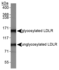 LDLR / LDL Receptor Antibody - LDL Receptor Antibody - Western Blot on HepG2 whole cell lysate.  This image was taken for the unconjugated form of this product. Other forms have not been tested.