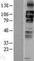 LDLR / LDL Receptor Protein - Western validation with an anti-DDK antibody * L: Control HEK293 lysate R: Over-expression lysate