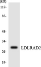 LDLRAD2 Antibody - Western blot analysis of the lysates from HepG2 cells using LDLRAD2 antibody.