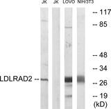 LDLRAD2 Antibody - Western blot analysis of extracts from Jurkat cells, LOVO cells and 3T3 using LDLRAD2 antibody.