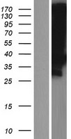 LDLRAD3 Protein - Western validation with an anti-DDK antibody * L: Control HEK293 lysate R: Over-expression lysate